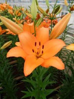 [4062 Amiga No102.JPG]